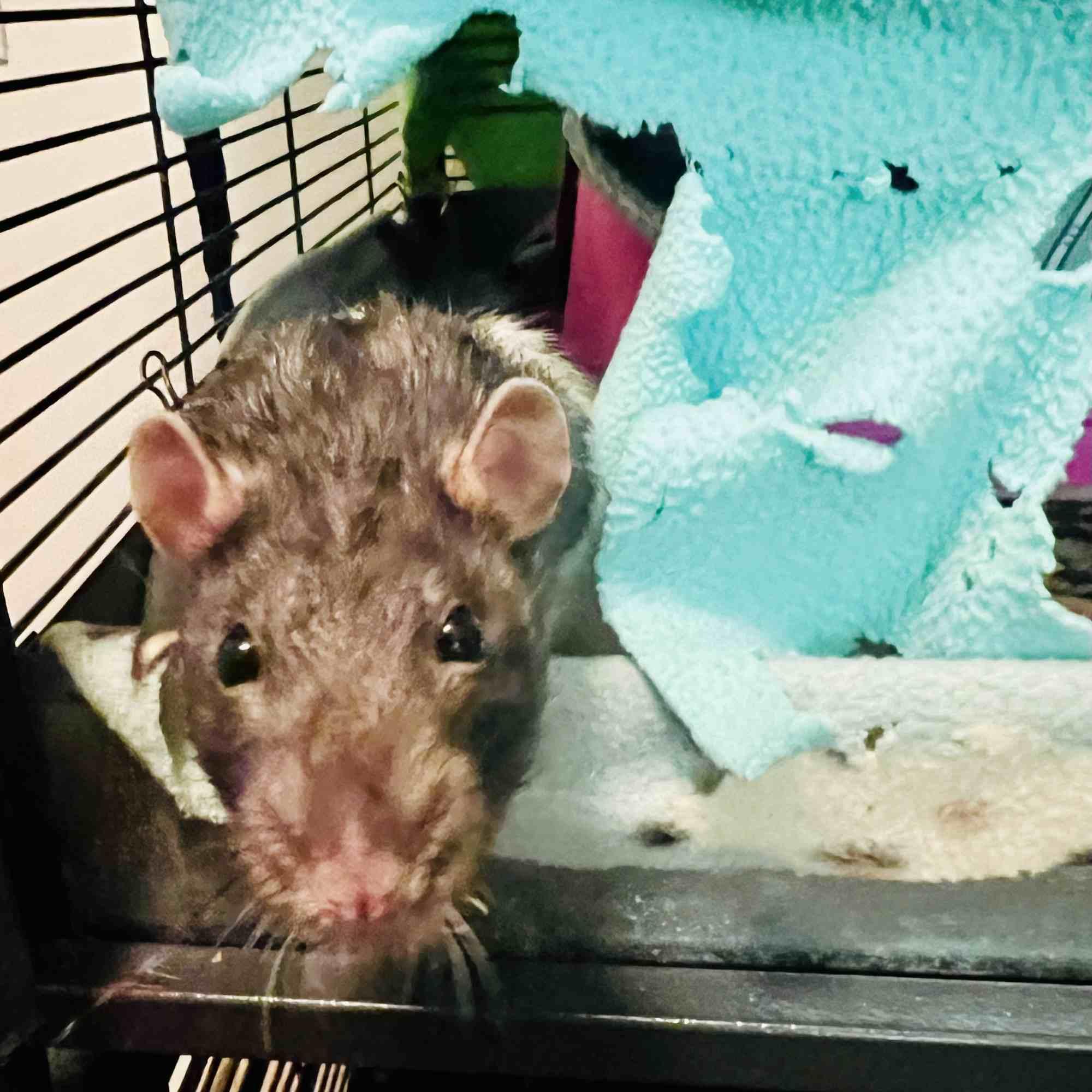 Sunny & Juno, a ADOPTABLE Rat in Norcross, GA image 3/4