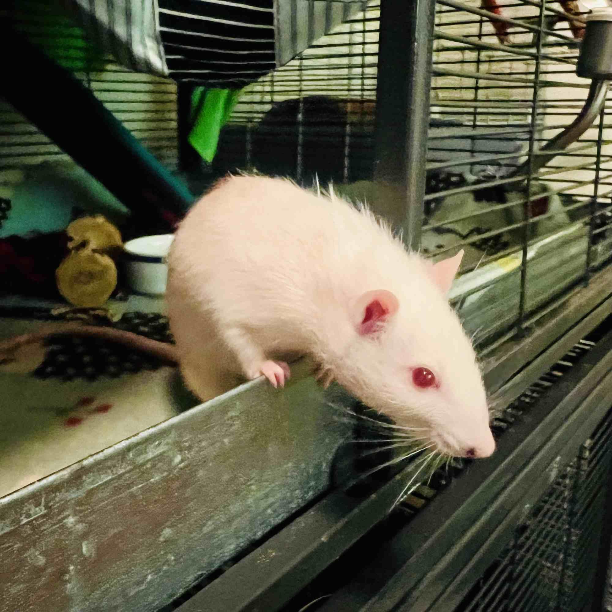 Sunny & Juno, a ADOPTABLE Rat in Norcross, GA image 4/4