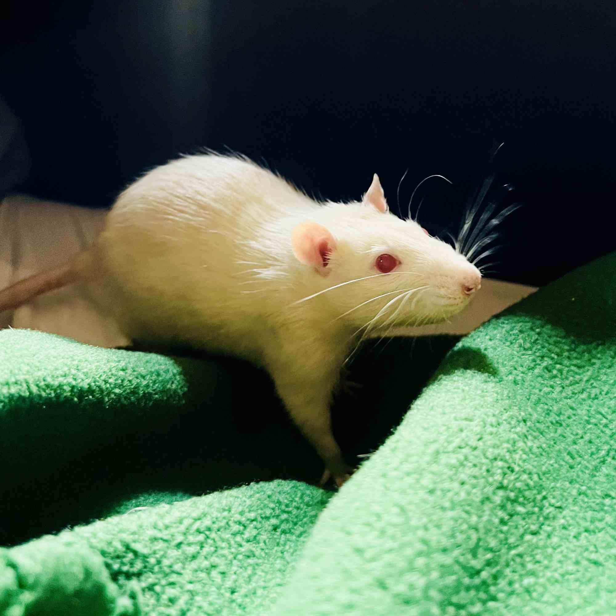 Sunny & Juno, a ADOPTABLE Rat in Norcross, GA image 2/4