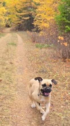 Zelda - Courtesy Listing see info, Adoptable, Adult Female Boxer & Mastiff.