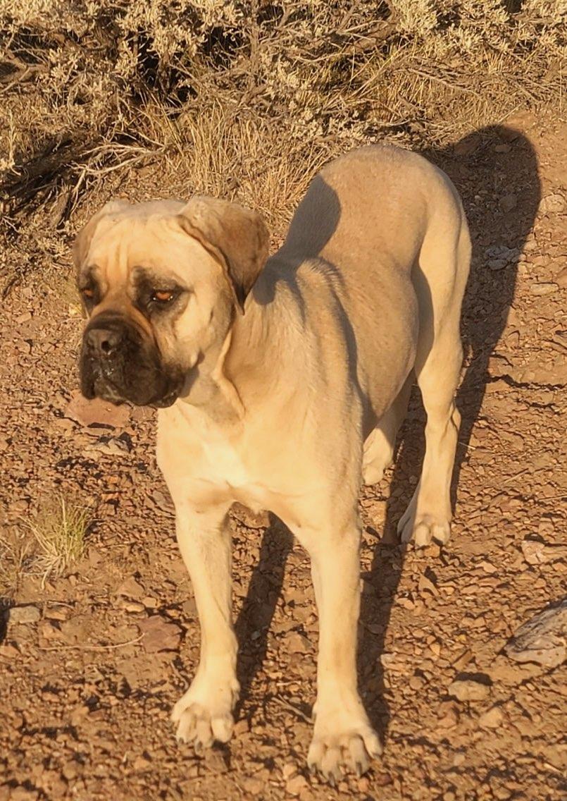 Zelda - Courtesy Listing see info, a Adoptable mixed breed in Polson, MT image 2/3