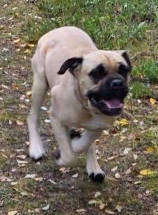 Zelda - Courtesy Listing see info, a Adoptable mixed breed in Polson, MT image 3/3