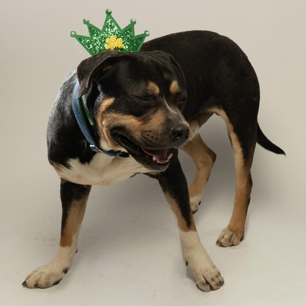 Zulu, Adoptable, Adult Male Rottweiler & American Bulldog.