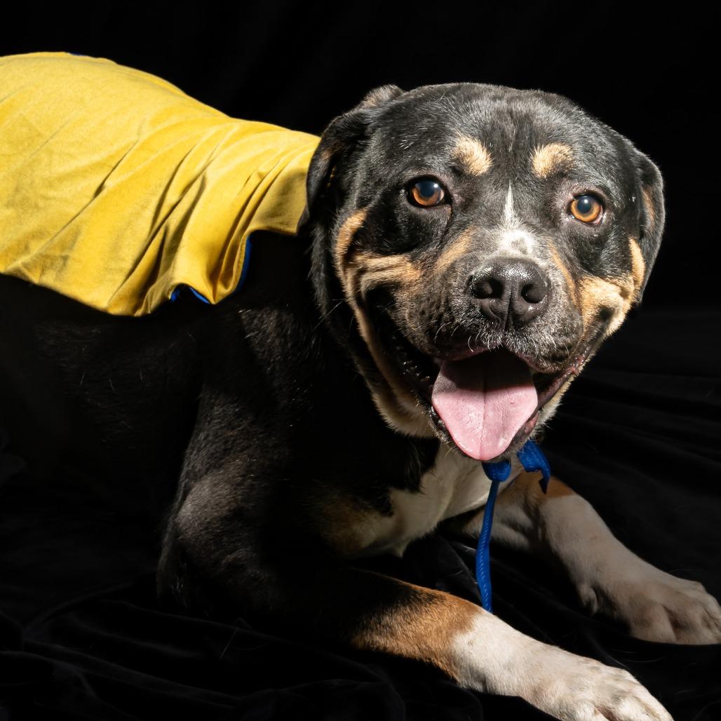 Enlarge Zulu, a Adoptable mixed breed in Tipton, IN image 2/6