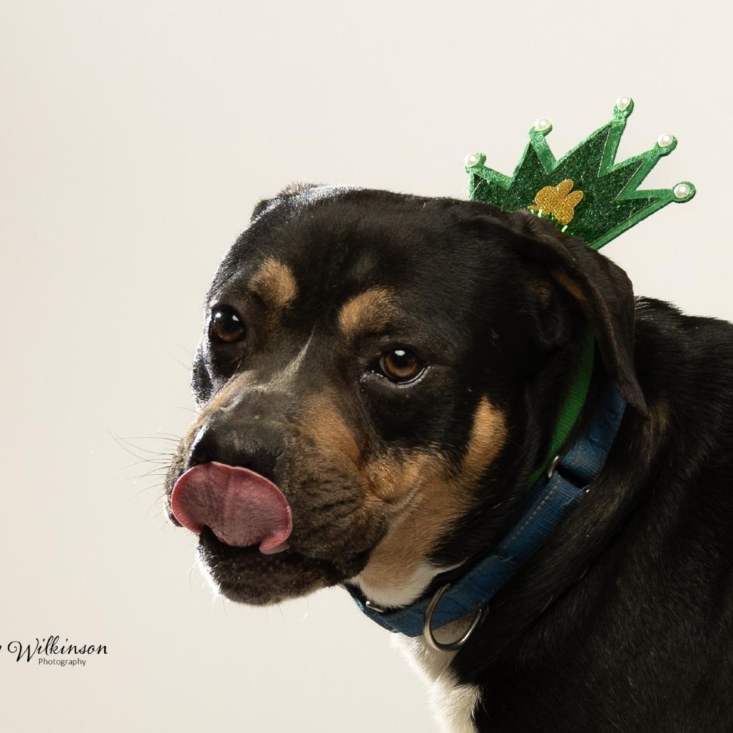 Enlarge Zulu, a Adoptable mixed breed in Tipton, IN image 3/6