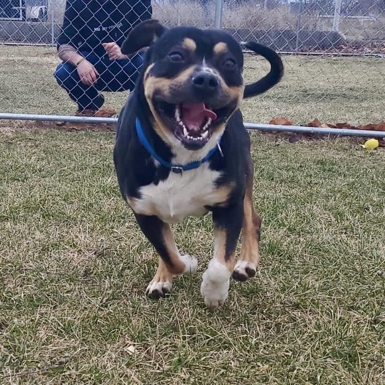 Enlarge Zulu, a Adoptable Catahoula Leopard Dog in Tipton, IN image 2/6