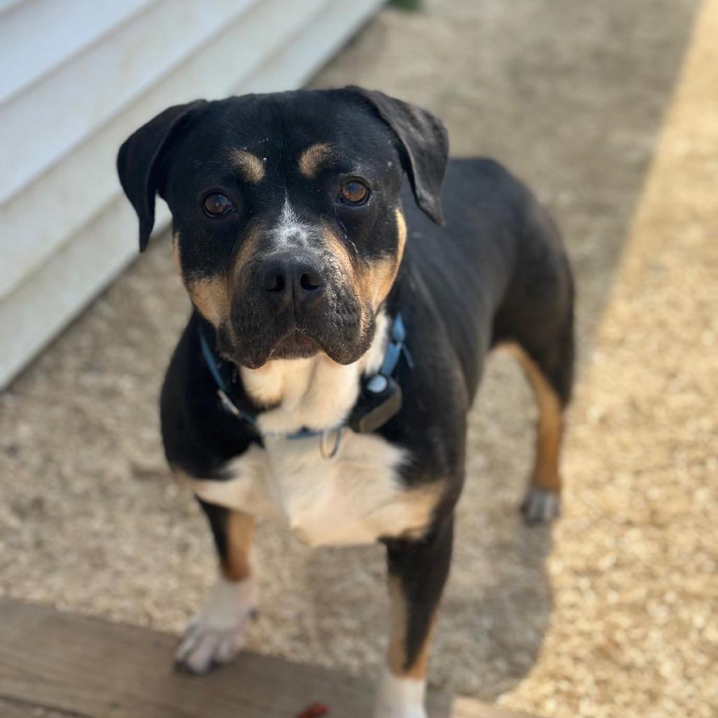 Enlarge Zulu, a Adoptable mixed breed in Tipton, IN image 2/6