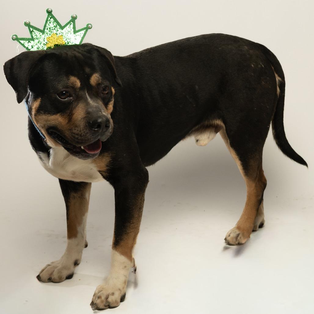 Enlarge Zulu, a Adoptable mixed breed in Tipton, IN image 6/6