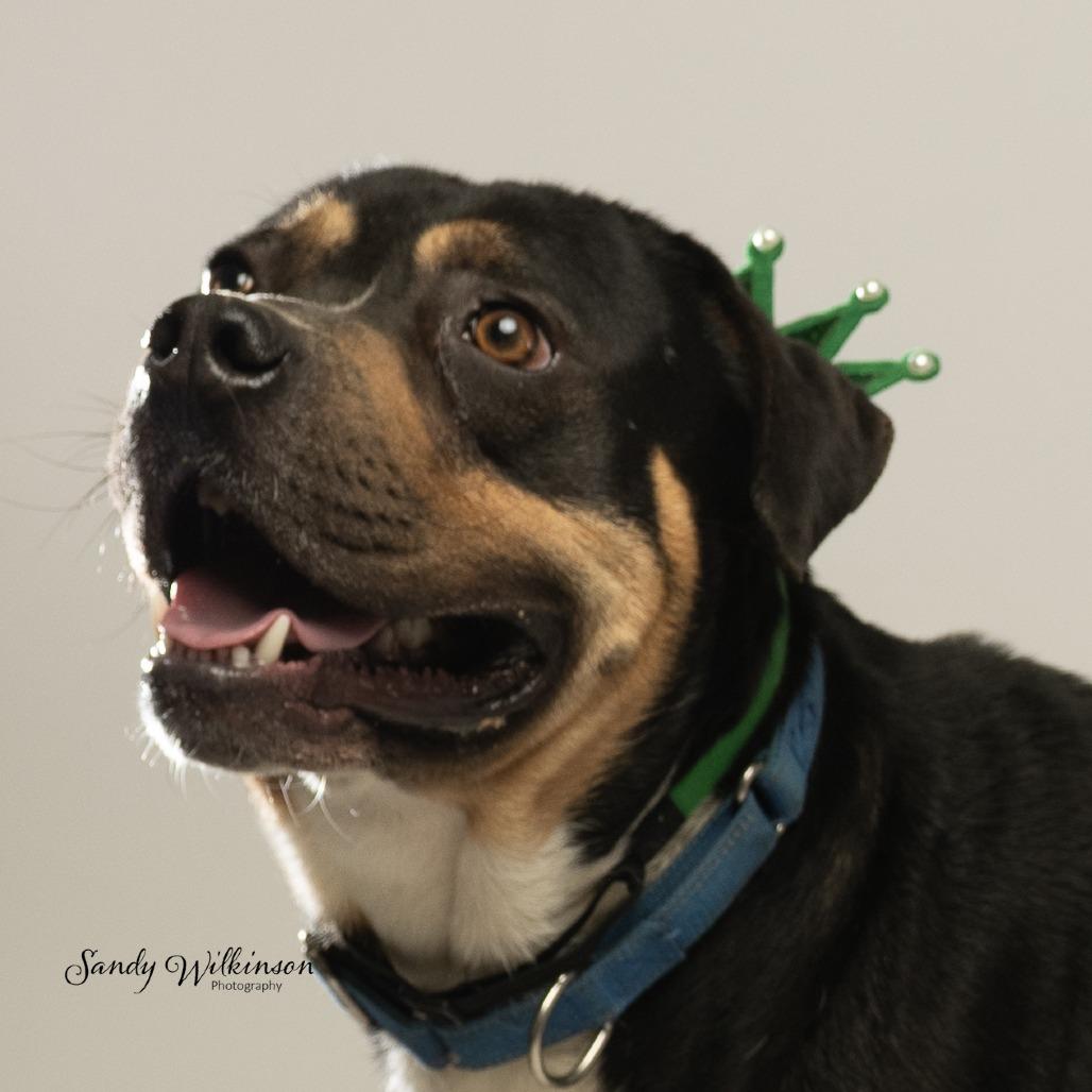 Enlarge Zulu, a Adoptable mixed breed in Tipton, IN image 2/6