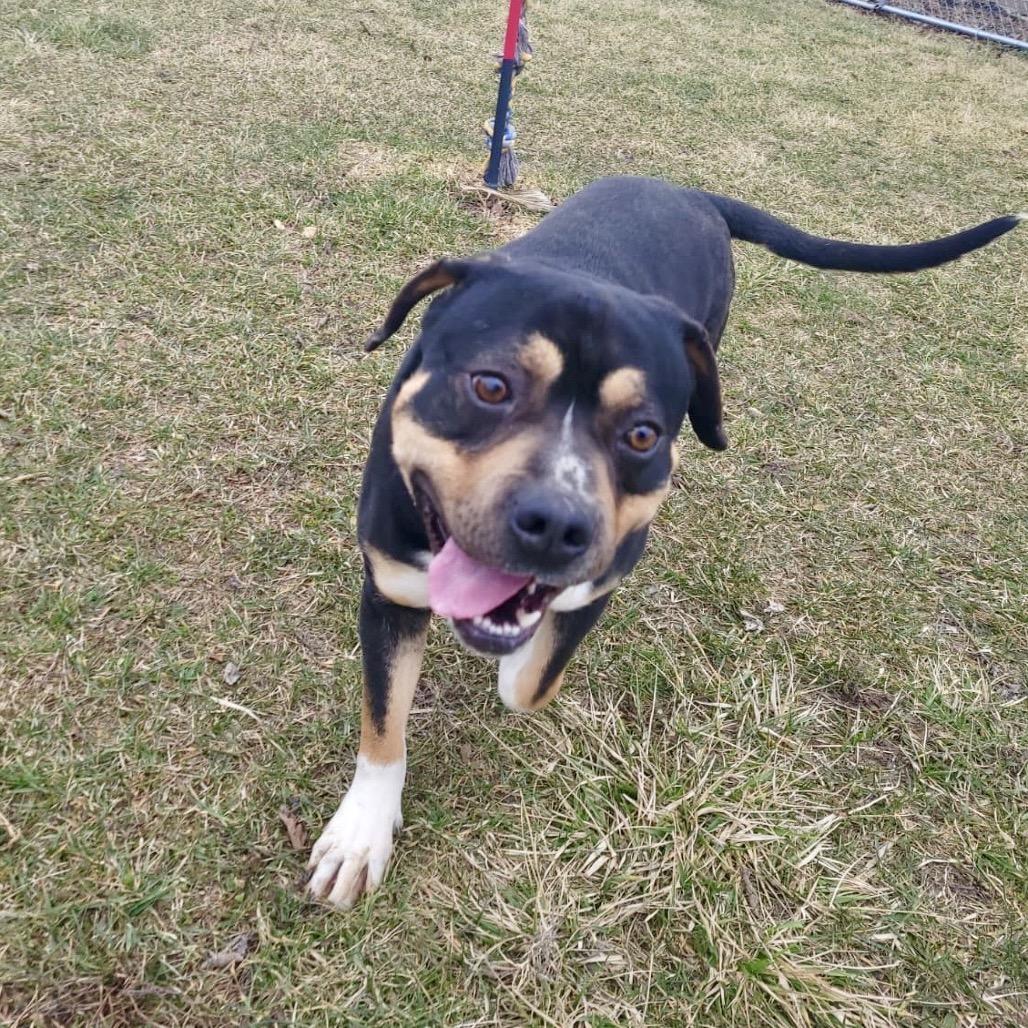 Enlarge Zulu, a Adoptable Catahoula Leopard Dog in Tipton, IN image 4/6