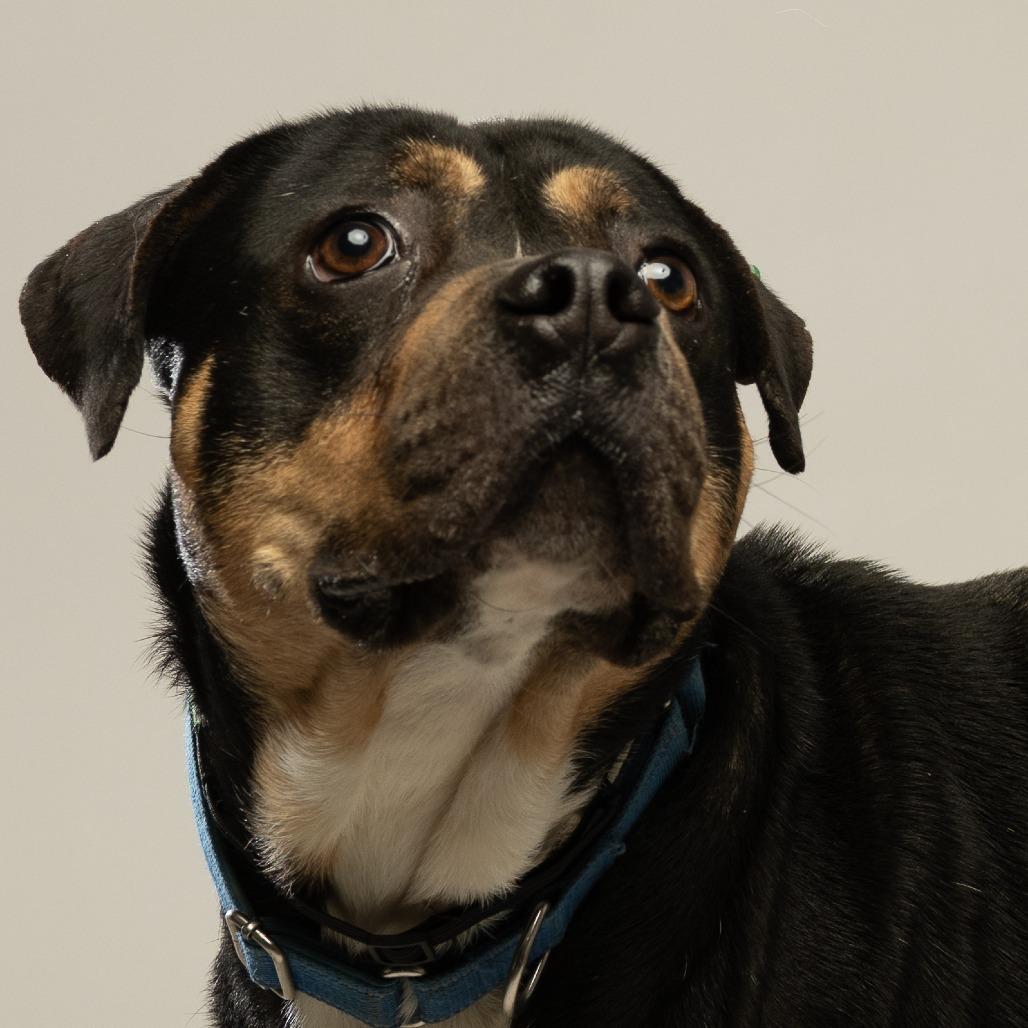 Enlarge Zulu, a Adoptable mixed breed in Tipton, IN image 4/6