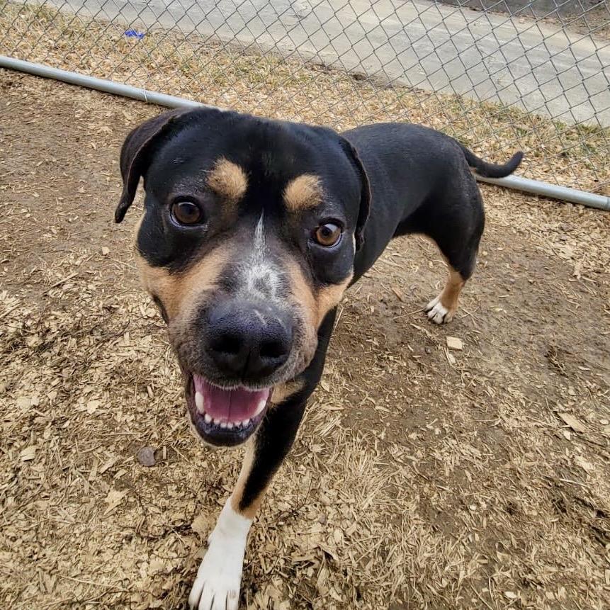 Enlarge Zulu, a Adoptable Catahoula Leopard Dog in Tipton, IN image 5/6