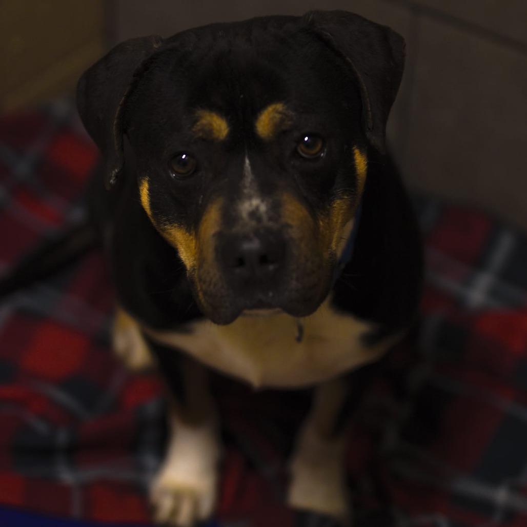 Enlarge Zulu, a Adoptable Catahoula Leopard Dog in Tipton, IN image 6/6