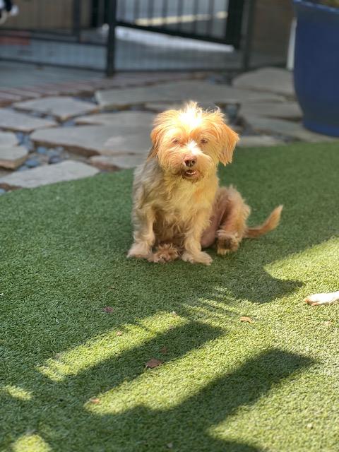 Enlarge Mimi, a Adoptable mixed breed in El Segundo, CA image 1/1