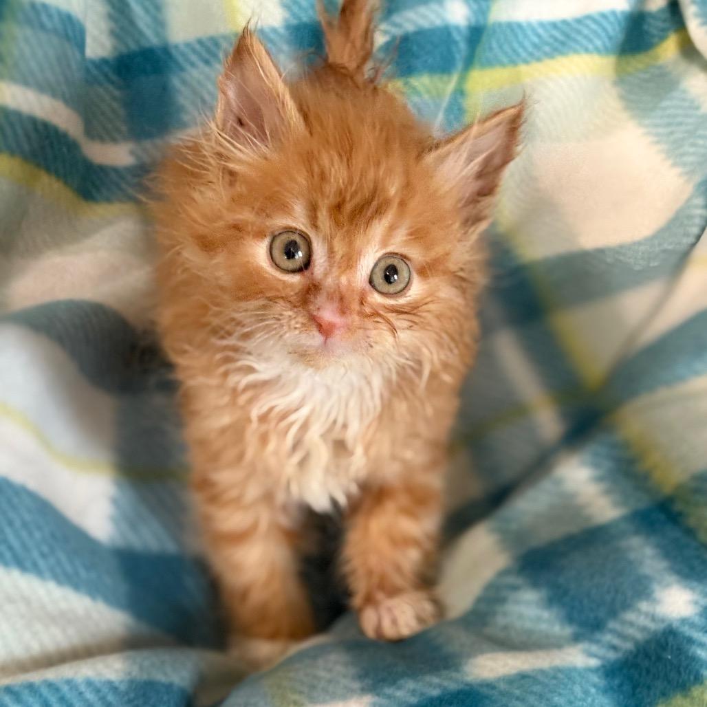 Theo, adopted, Young Male Domestic Long Hair.