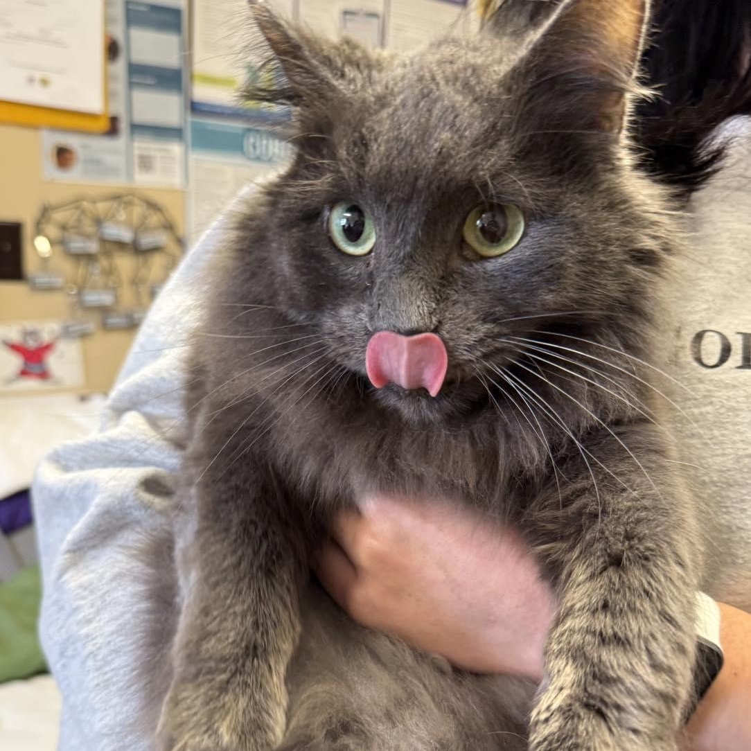 Enlarge Earl Grey, an adopted Domestic Long Hair in Beresford, SD image 1/1