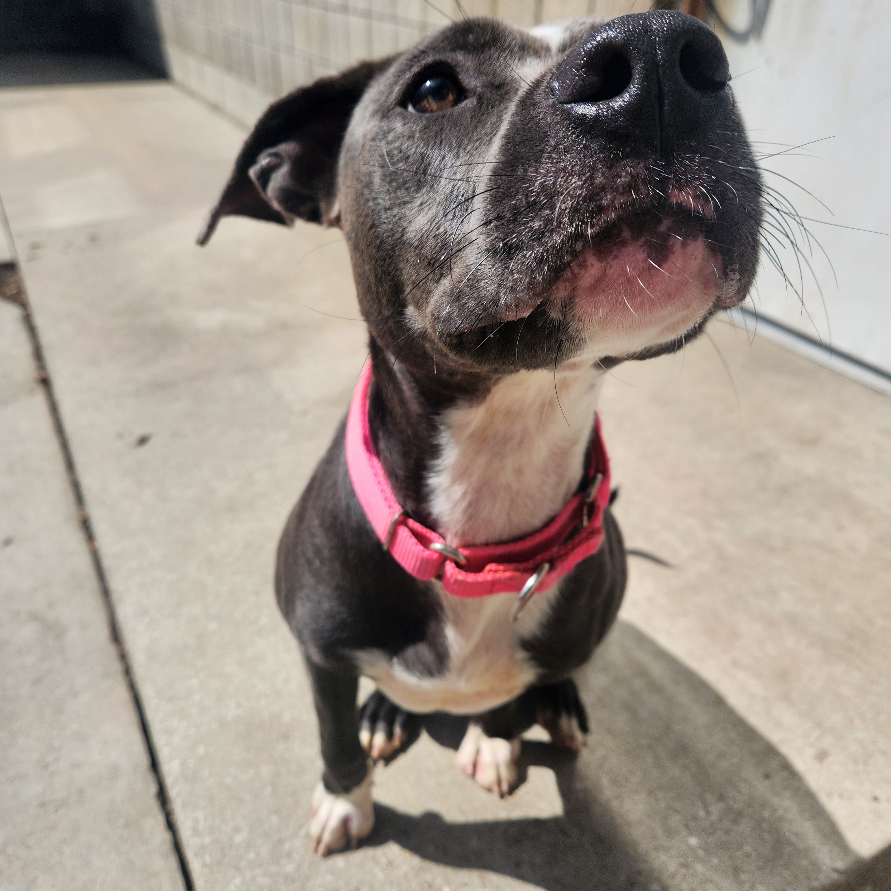 Enlarge Paris, a Adoptable mixed breed in Mount Pleasant, MI image 4/6