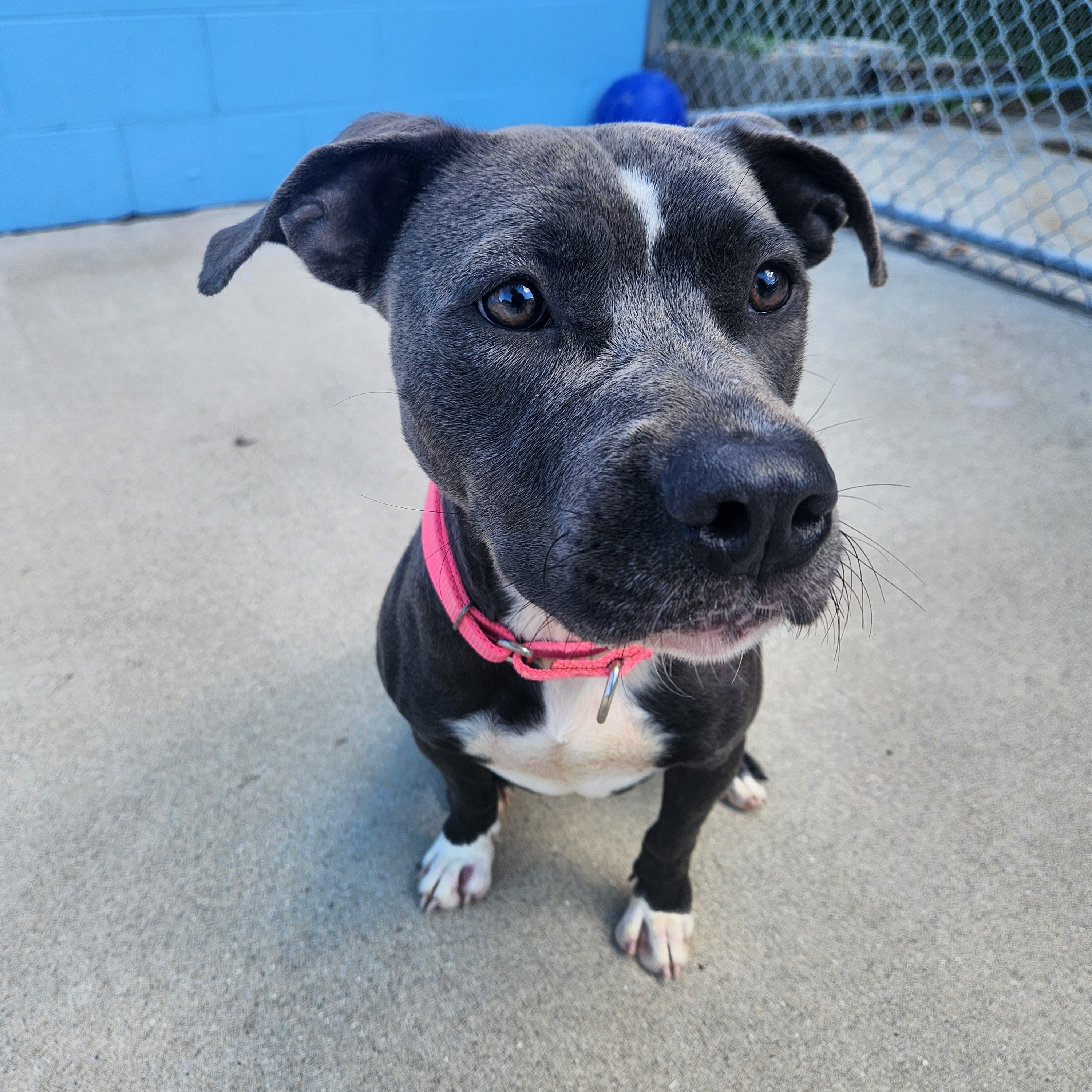 Enlarge Paris, a Adoptable mixed breed in Mount Pleasant, MI image 5/6