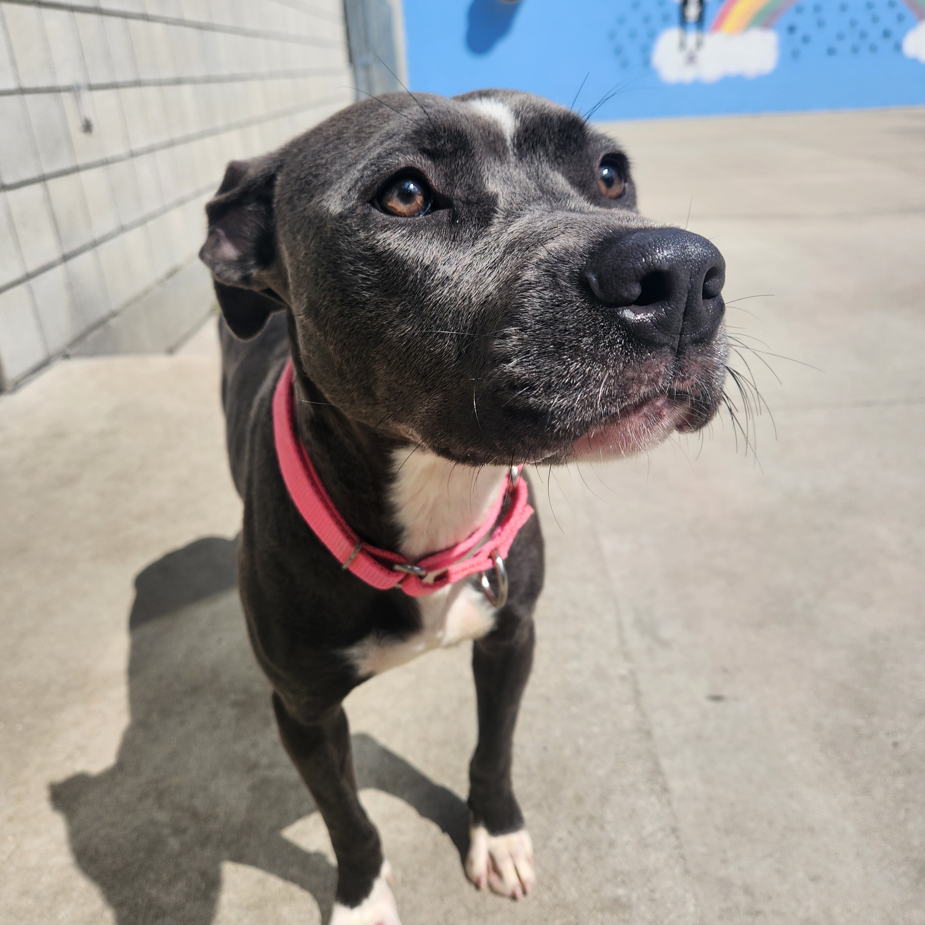 Enlarge Paris, a Adoptable mixed breed in Mount Pleasant, MI image 3/6