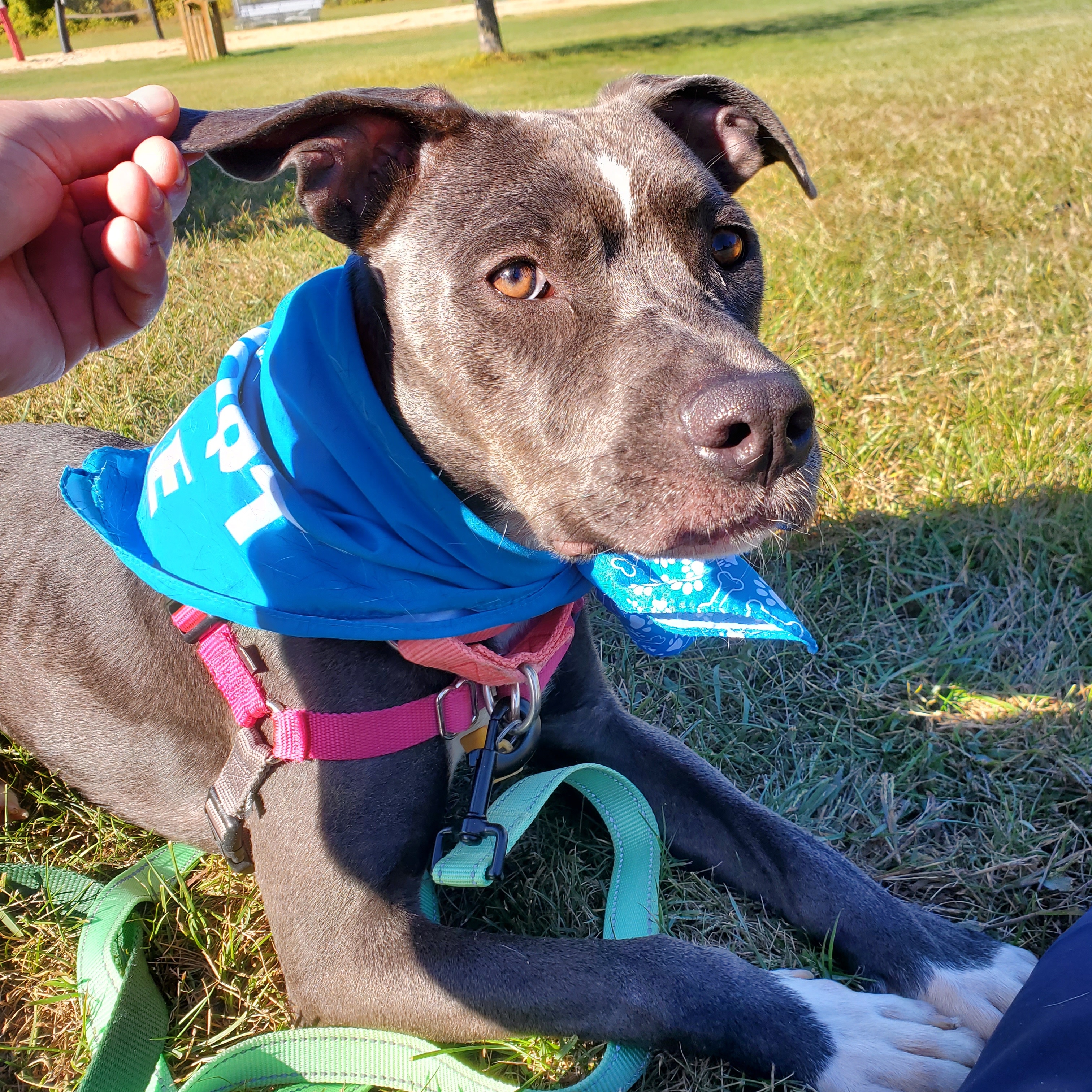 Paris, Adoptable, Adult Female Pit Bull Terrier.