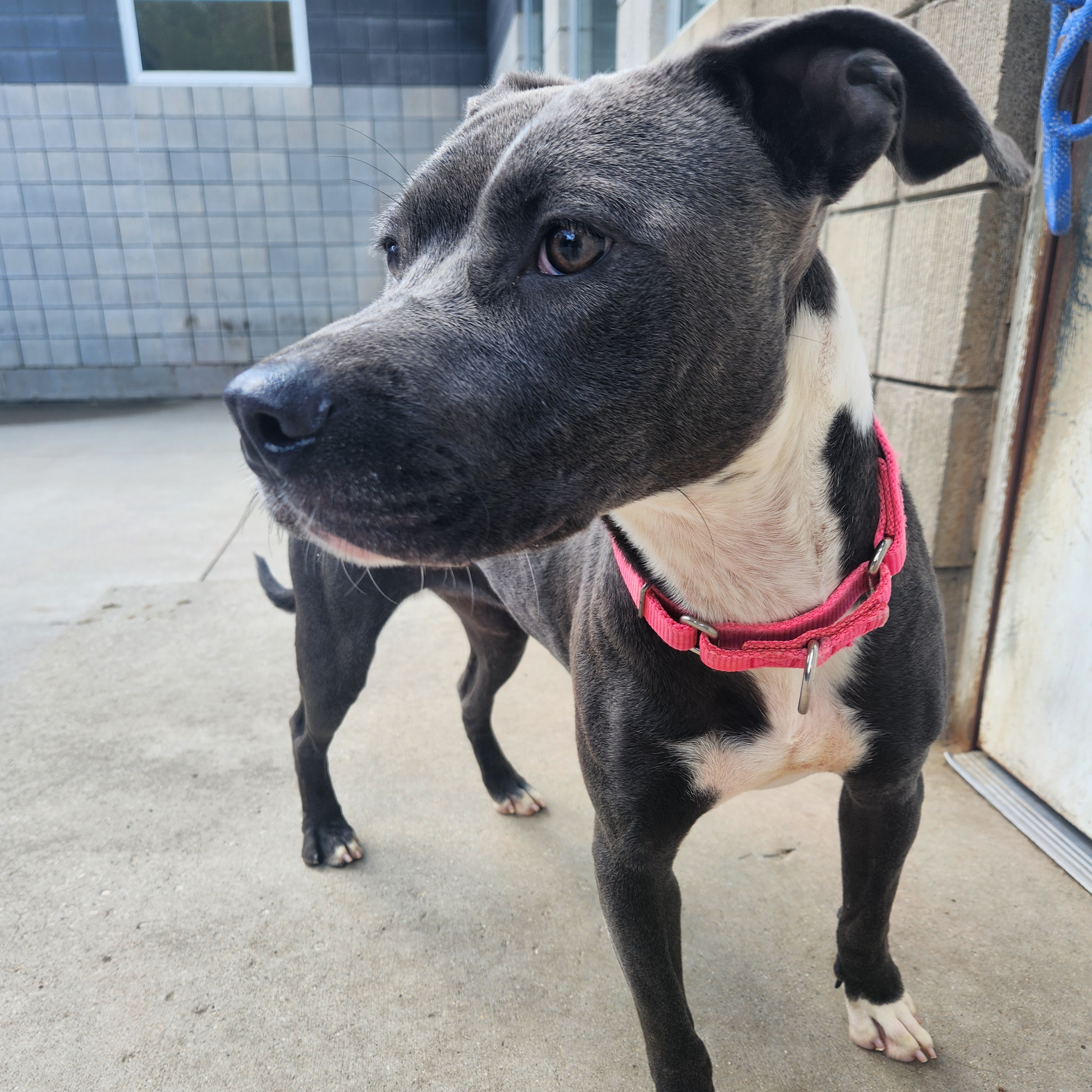 Enlarge Paris, a Adoptable mixed breed in Mount Pleasant, MI image 6/6