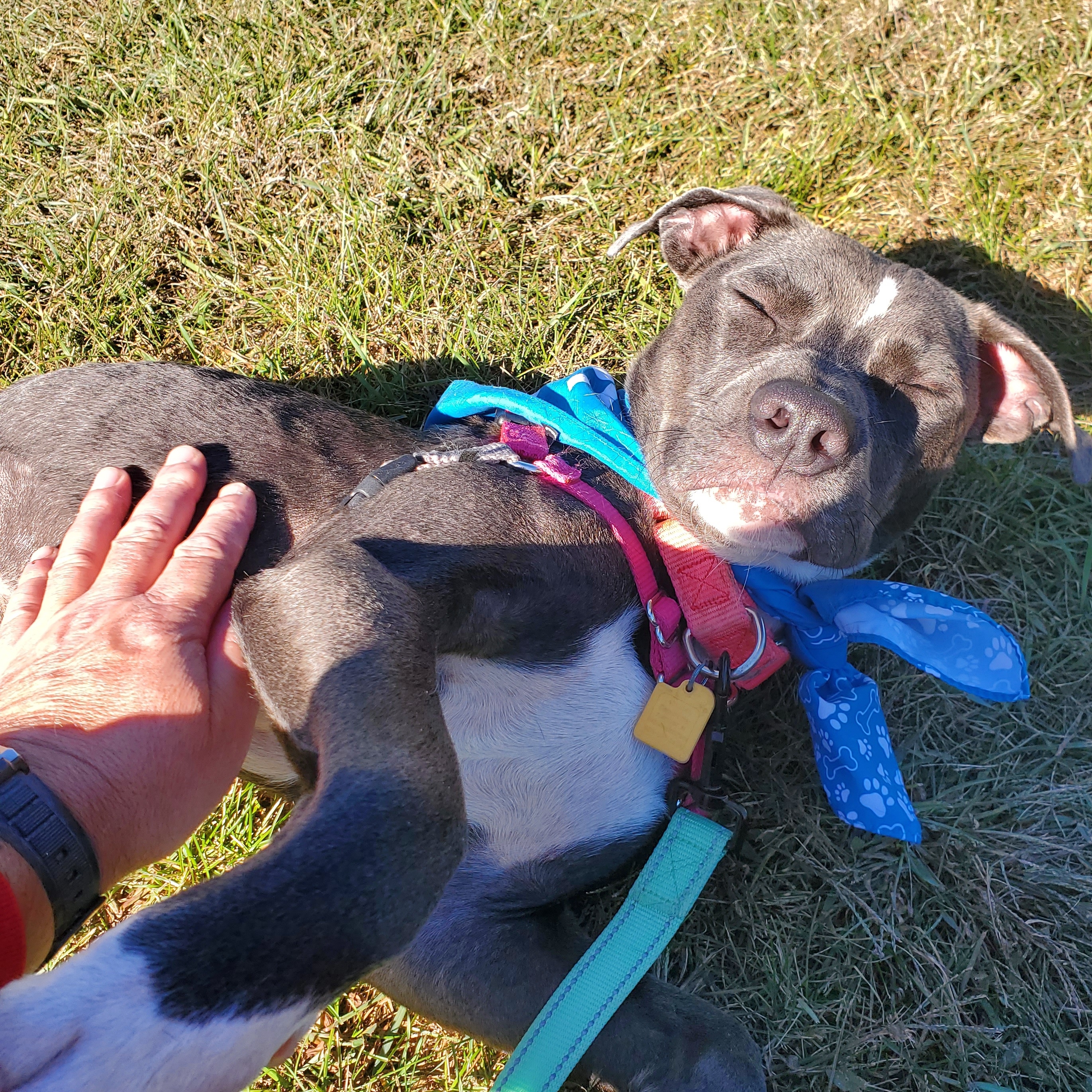 Enlarge Paris, a Adoptable mixed breed in Mount Pleasant, MI image 2/6