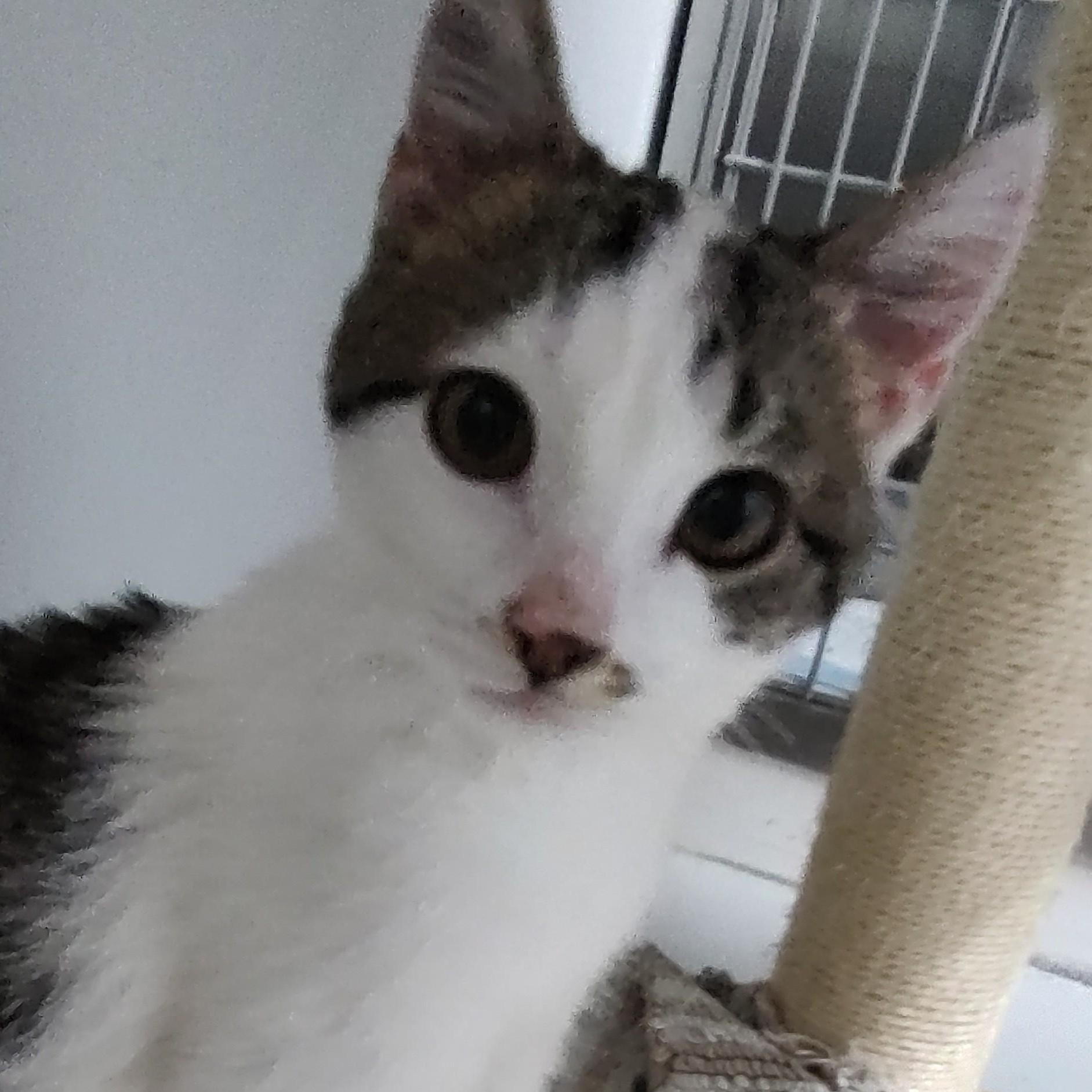 Enlarge London, a Adoptable Domestic Short Hair in Driggs, ID image 1/5