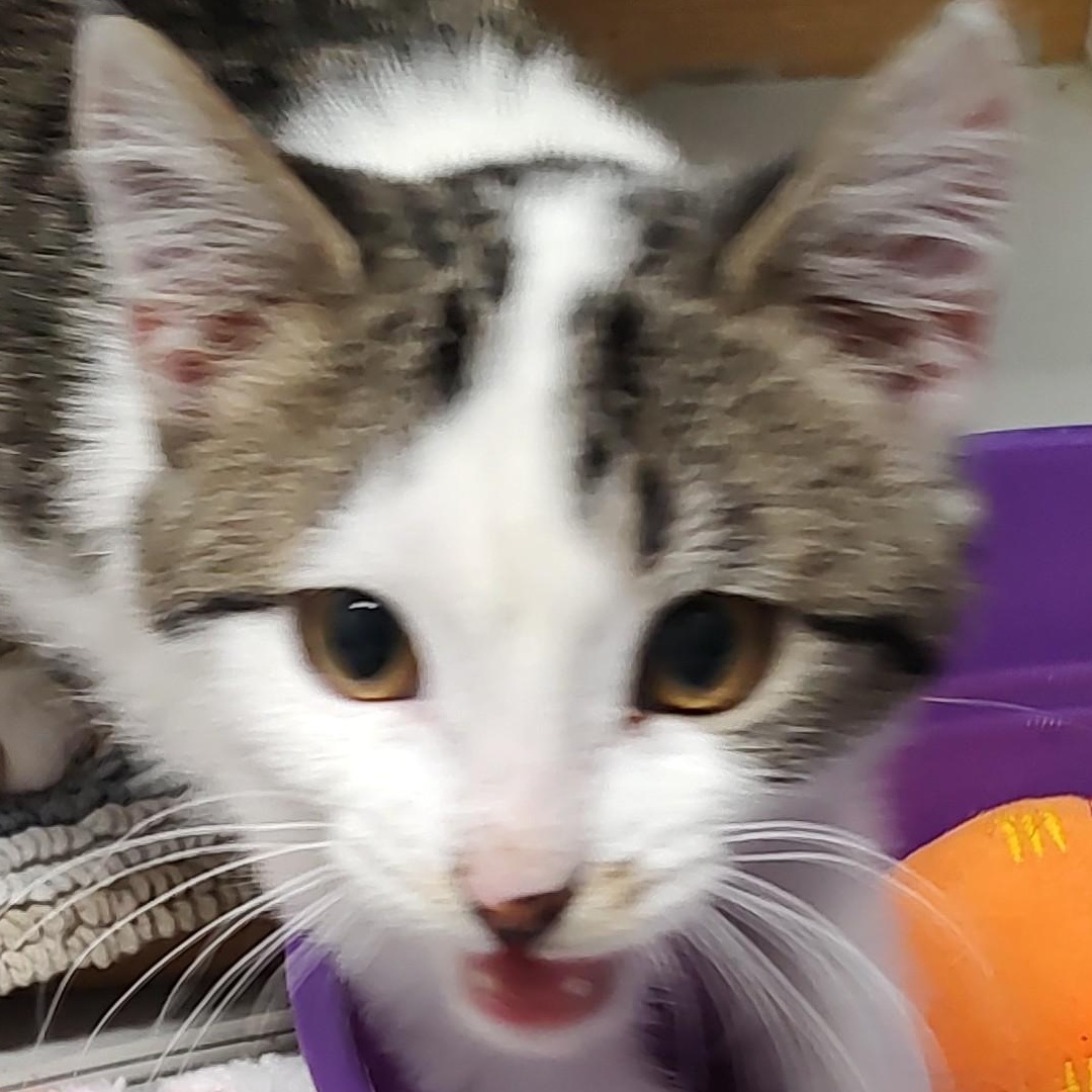 Enlarge London, a Adoptable Domestic Short Hair in Driggs, ID image 5/5