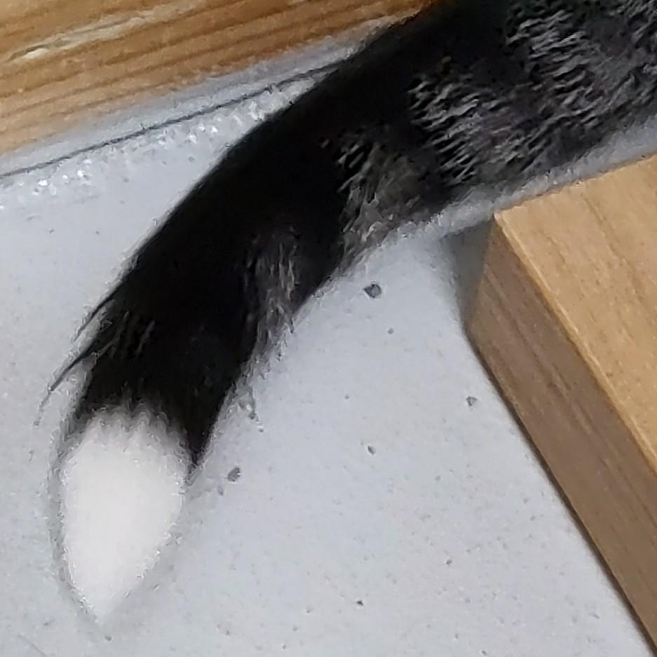 Enlarge London, a Adoptable Domestic Short Hair in Driggs, ID image 4/5