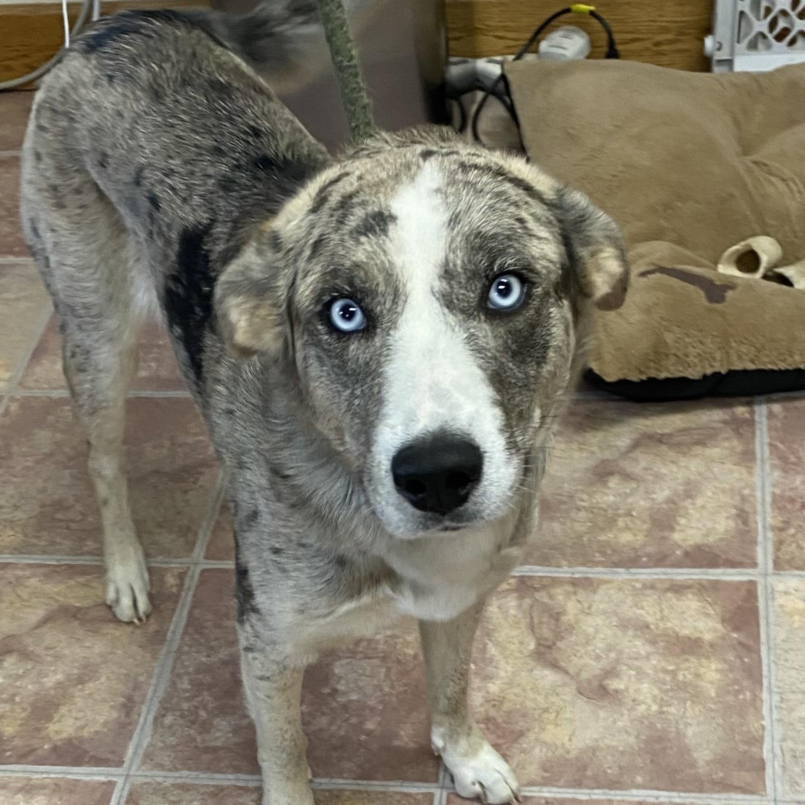 Sky, a ADOPTABLE mixed breed in Choteau, MT image 1/2