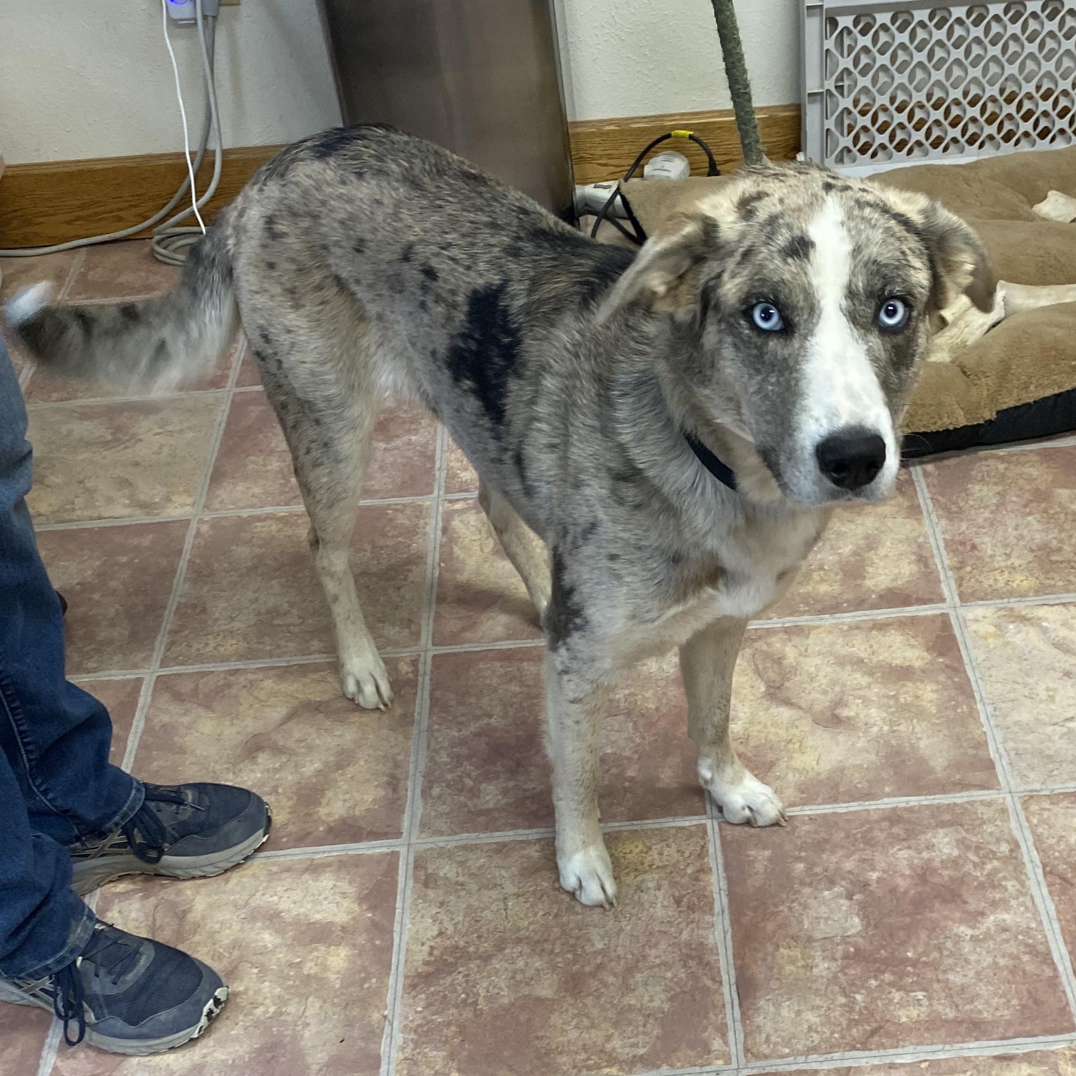 Sky, a ADOPTABLE mixed breed in Choteau, MT image 2/2