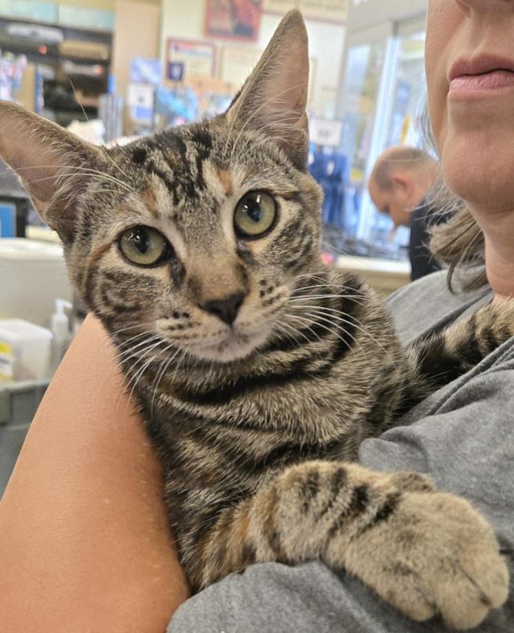 Xena, Adopted, Young Female Domestic Short Hair.