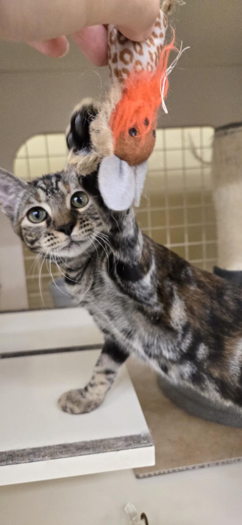 Enlarge Xena, a Adopted Domestic Short Hair in Grand Prairie, TX image 3/5