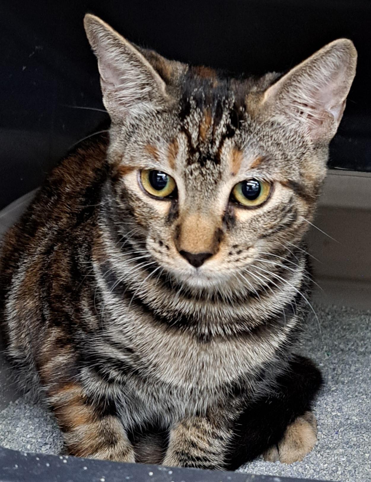 Enlarge Xena, a Adopted Domestic Short Hair in Grand Prairie, TX image 4/5