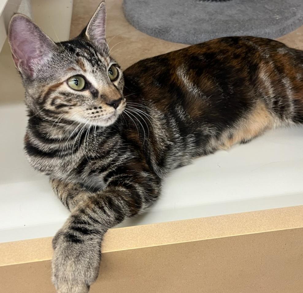 Xena, Adopted, Young Female Domestic Short Hair.