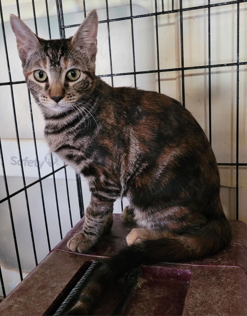 Enlarge Xena, a Adopted Domestic Short Hair in Grand Prairie, TX image 5/5