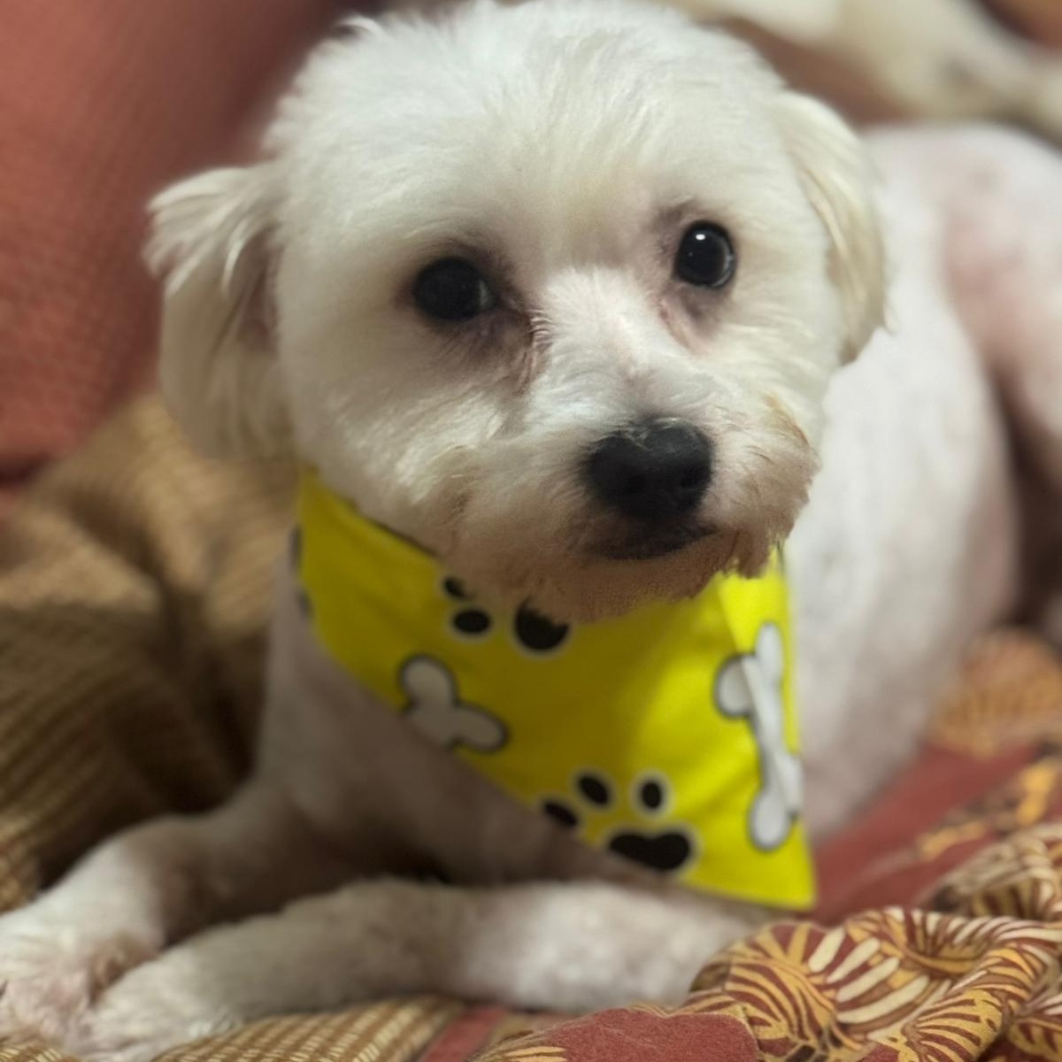 Max, an adoptable Maltipoo in Miami, FL, 33144 | Photo Image 4