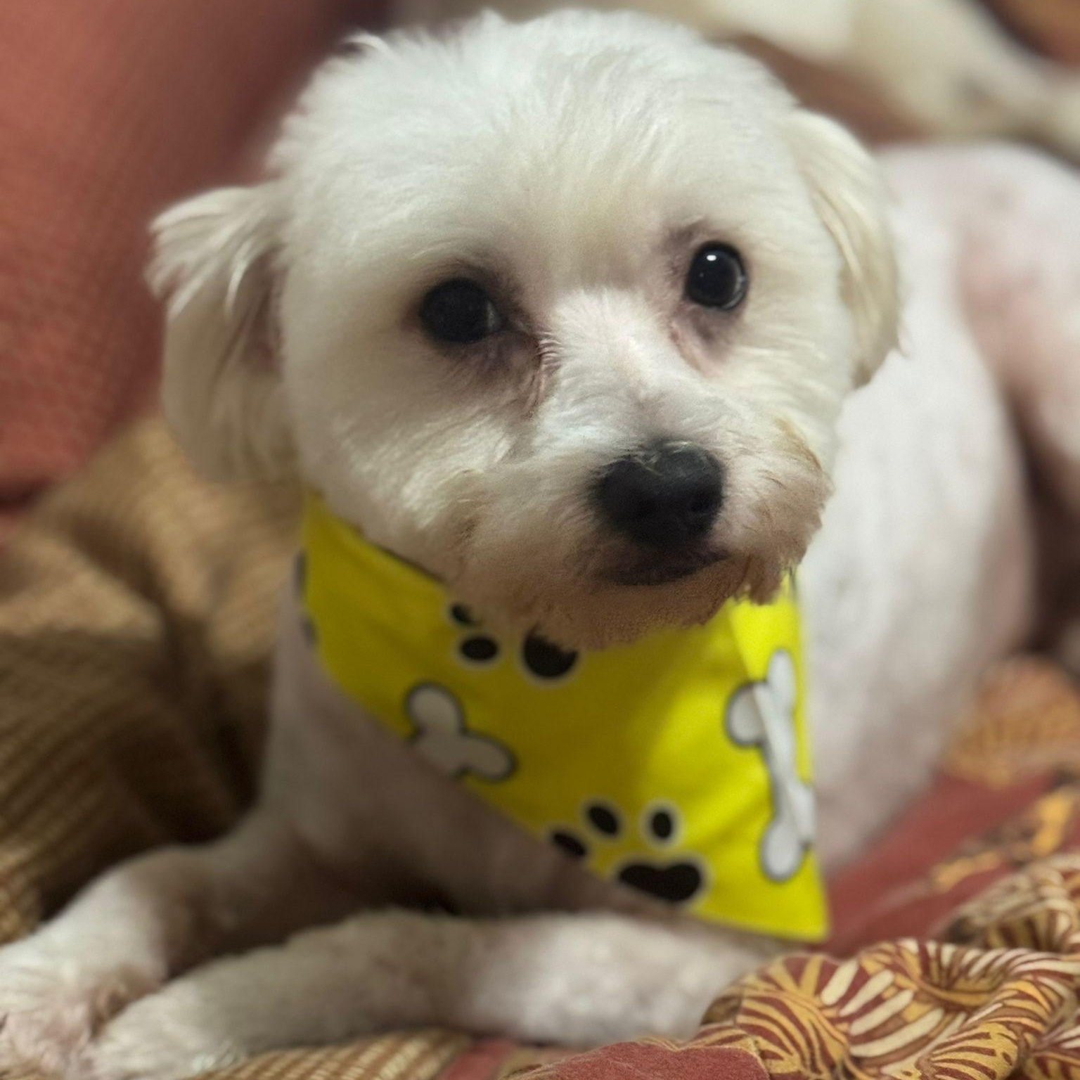 Max, an adoptable Maltipoo in Miami, FL, 33144 | Photo Image 1