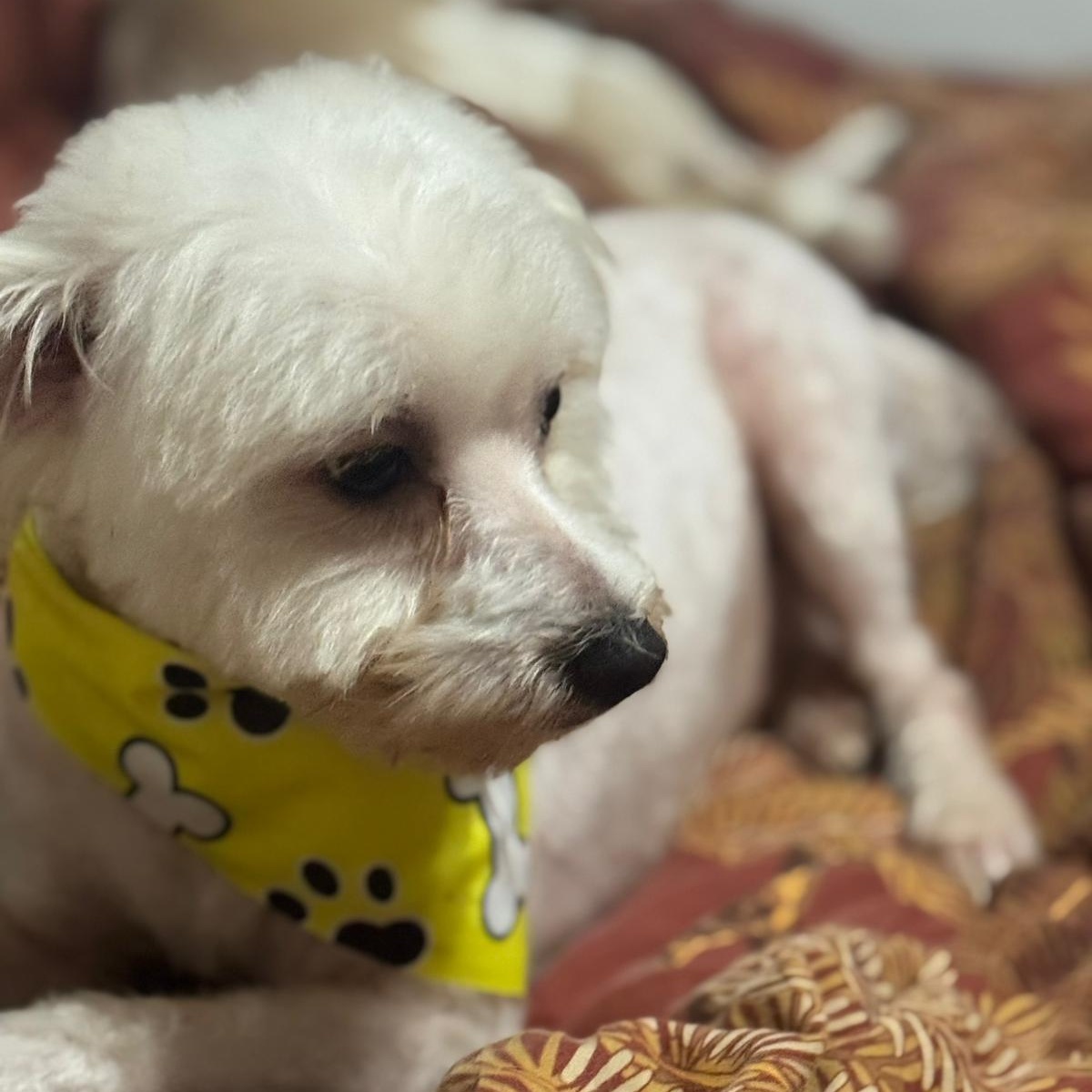 Max, an adoptable Maltipoo in Miami, FL, 33144 | Photo Image 2