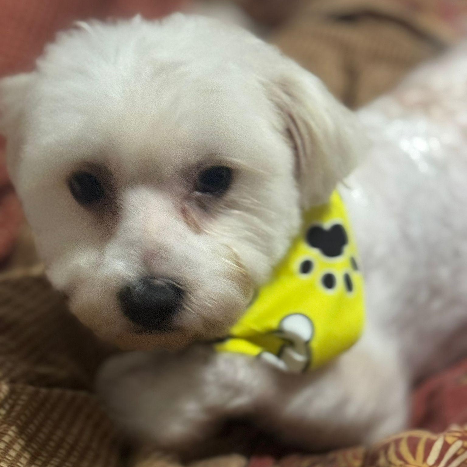Max, an adoptable Maltipoo in Miami, FL, 33144 | Photo Image 6