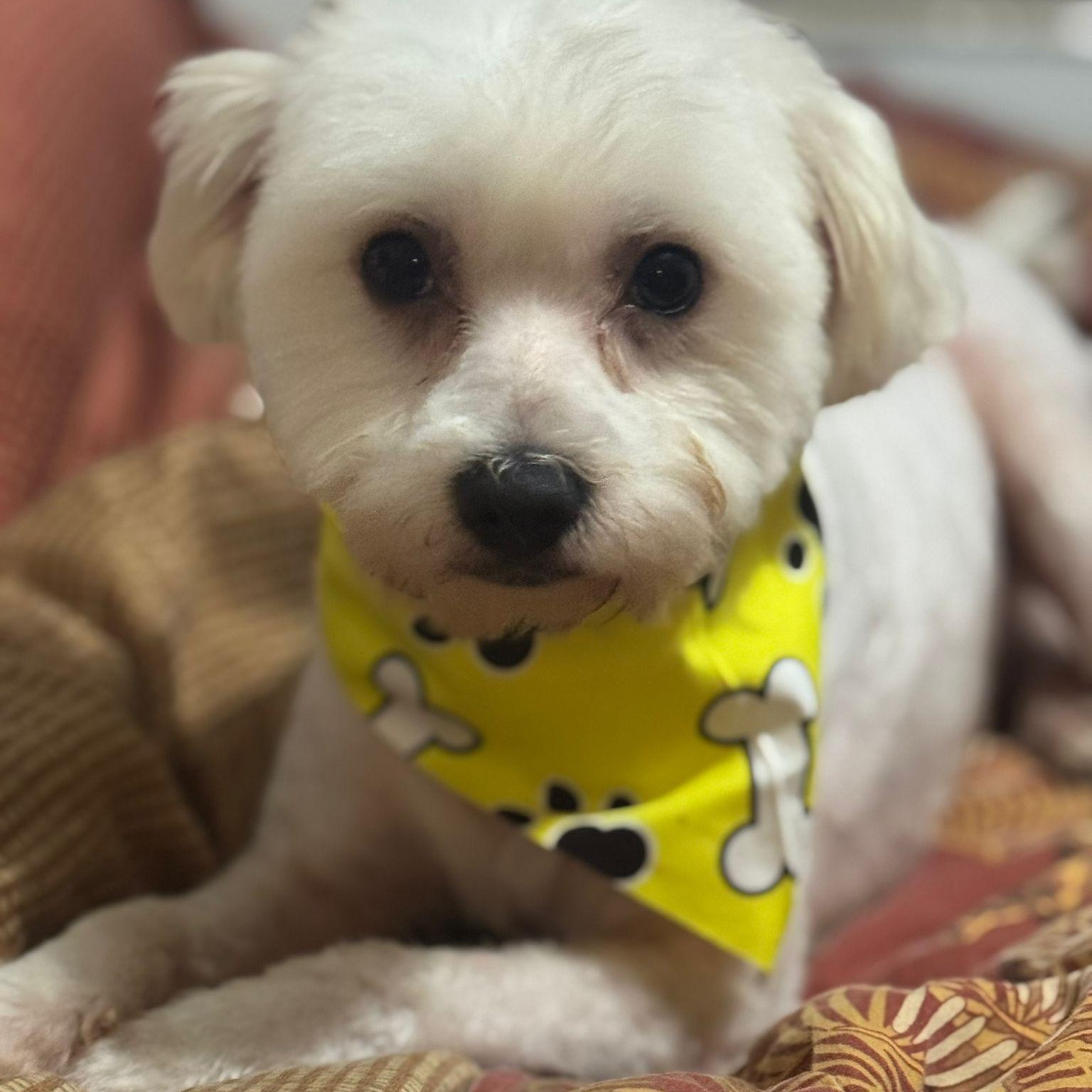 Max, an adoptable Maltipoo in Miami, FL, 33144 | Photo Image 5