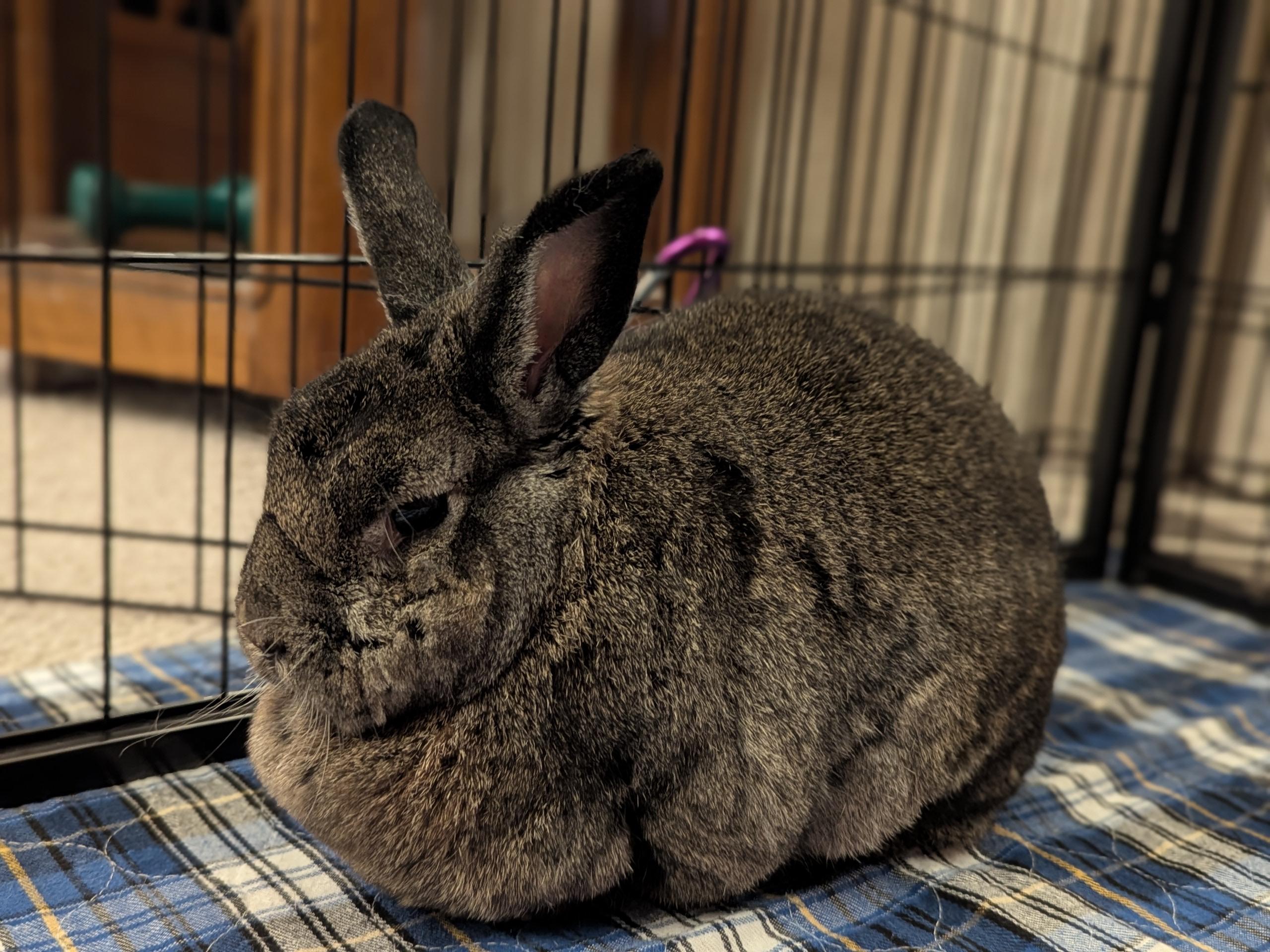 Enlarge Sonny , a Adoptable mixed breed in Omaha, NE image 2/2