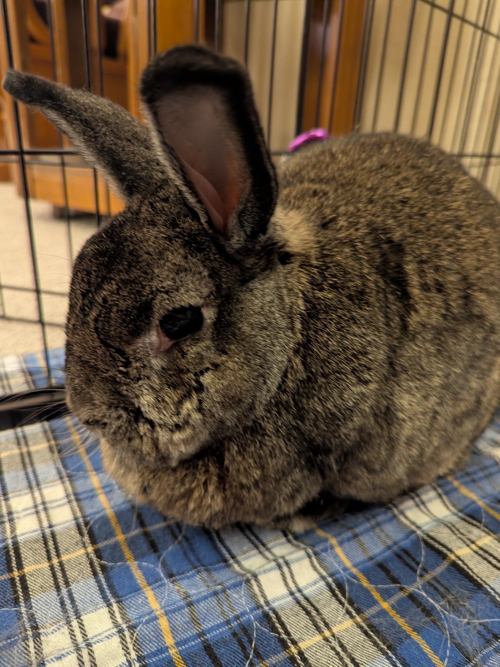 Enlarge Sonny , a Adoptable mixed breed in Omaha, NE image 1/2