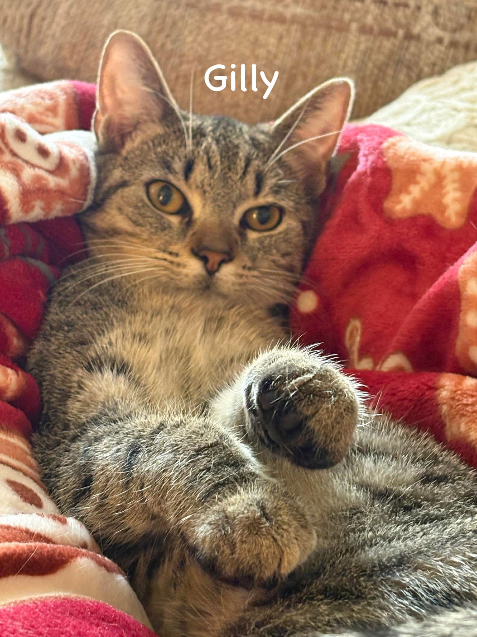 Enlarge Gilly, a Adoptable Tabby in Morehead, KY image 1/1