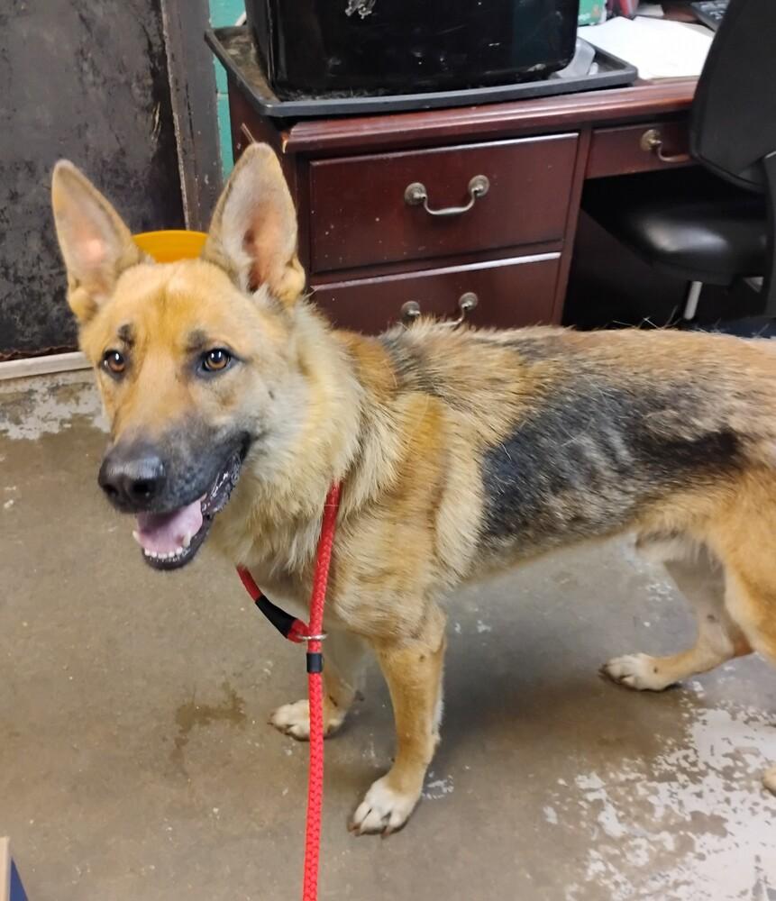 Turbo #211, Adoptable, Adult Male German Shepherd Dog.