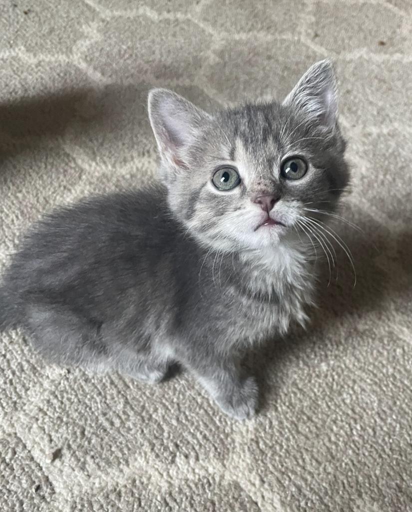 Violet, Adoptable, Kitten Female Domestic Short Hair.