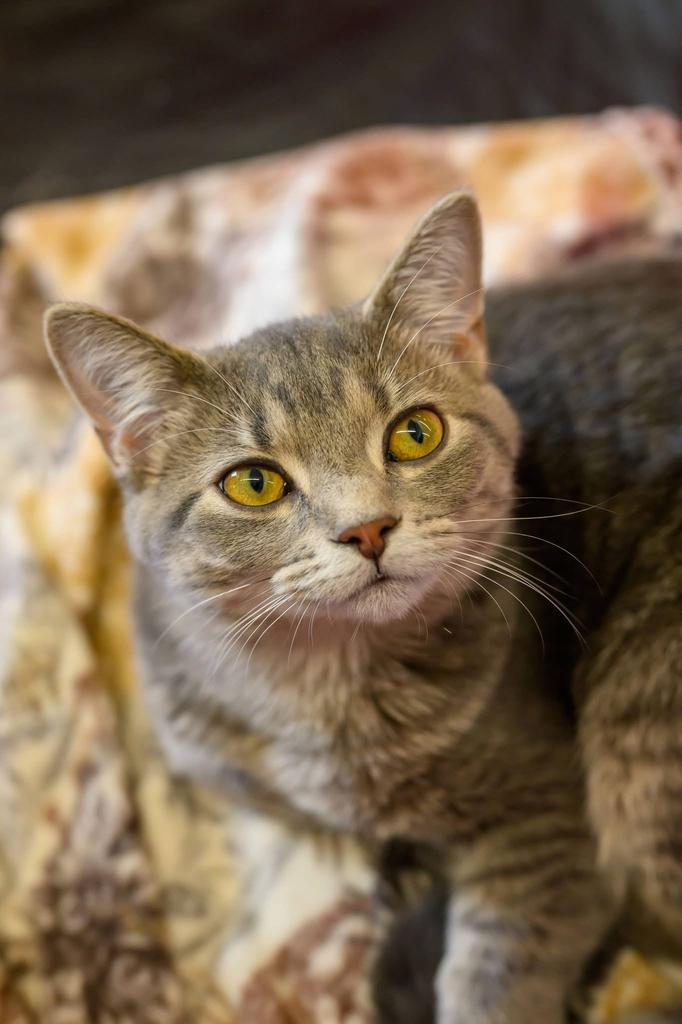 Enlarge Violet, a Adoptable mixed breed in Athens, OH image 2/4