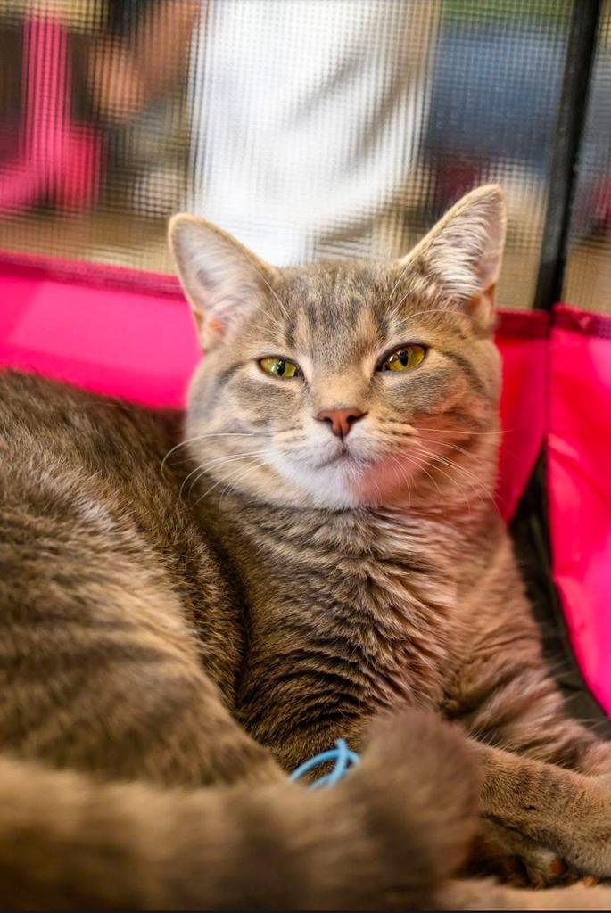 Enlarge Violet, a Adoptable mixed breed in Athens, OH image 3/4