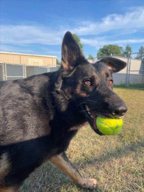Enlarge ANUBIS, a Adoptable German Shepherd Dog in Wilmington, NC image 1/1