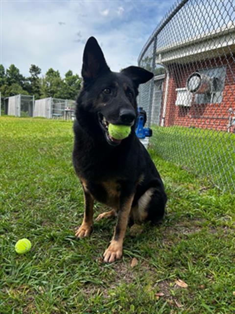ANUBIS, Adoptable, Adult Male German Shepherd Dog.